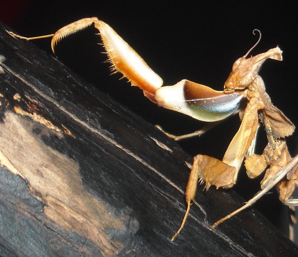 idolomantis arm flecks