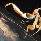 idolomantis arm flecks