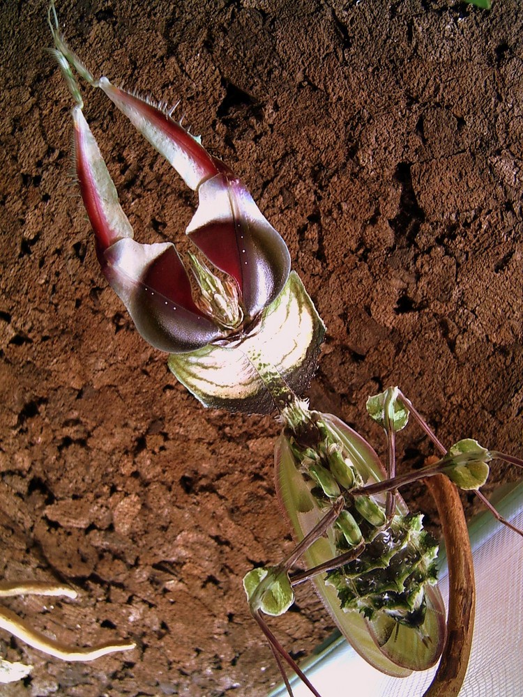 Idolomantis Diabolica