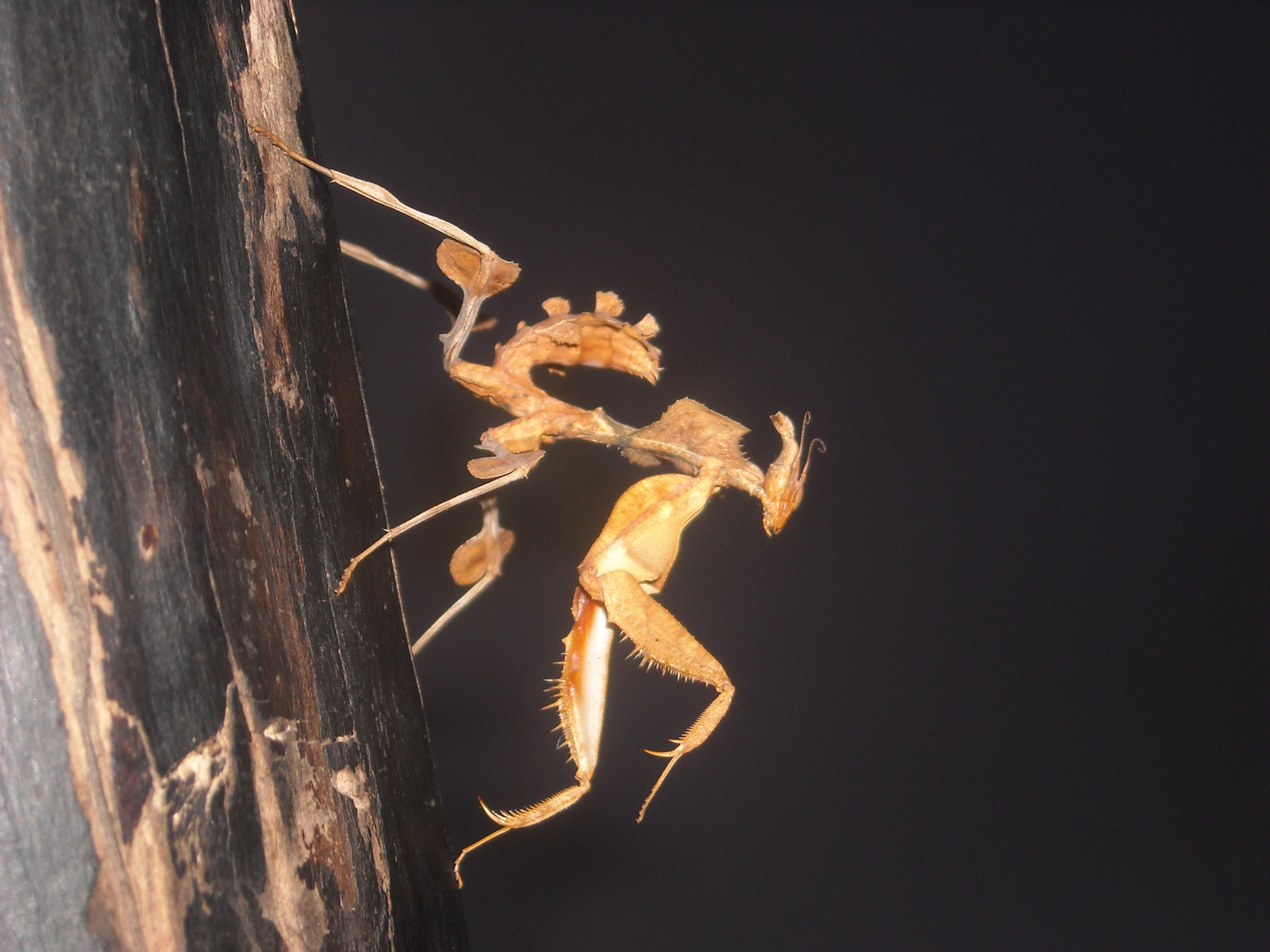 idolomantis diabolica