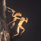 idolomantis diabolica