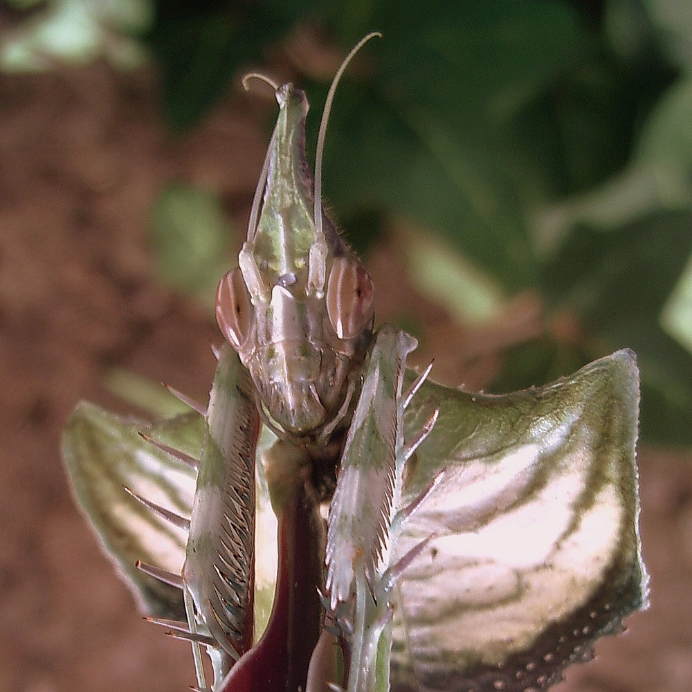 Idolomantis Diabolica