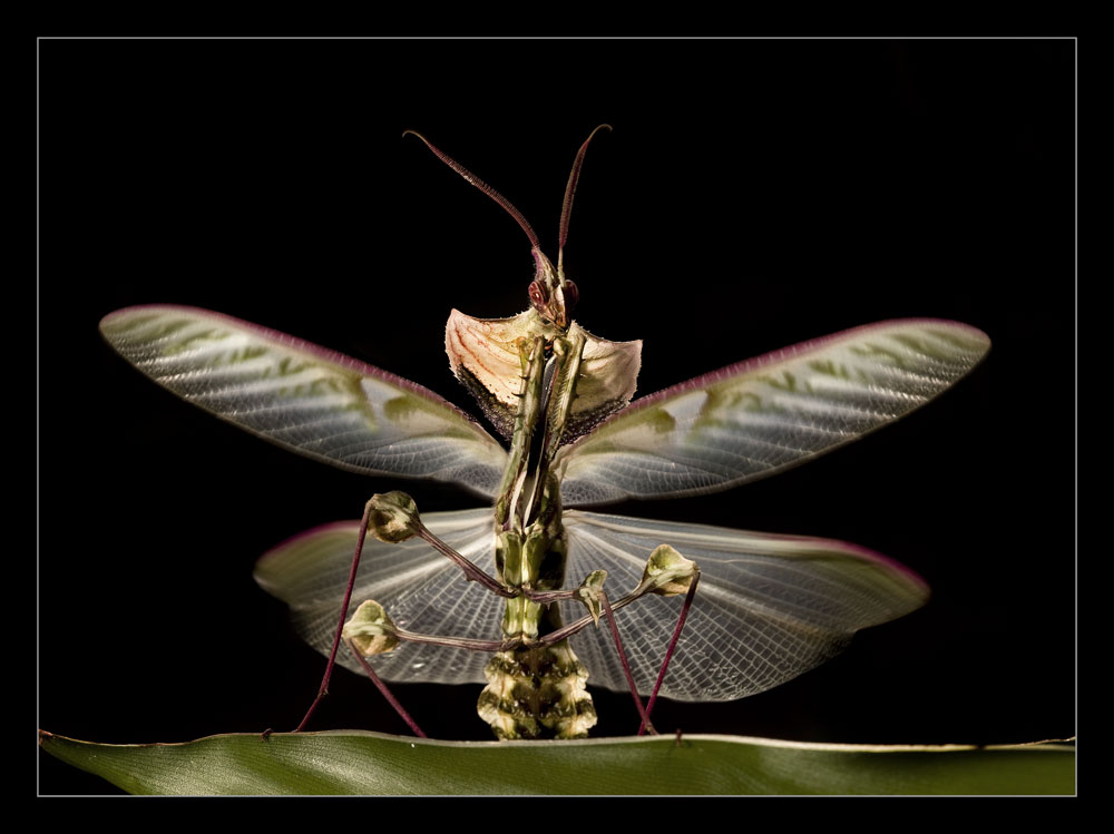 Idolomantis diabolica - Teufelsblume