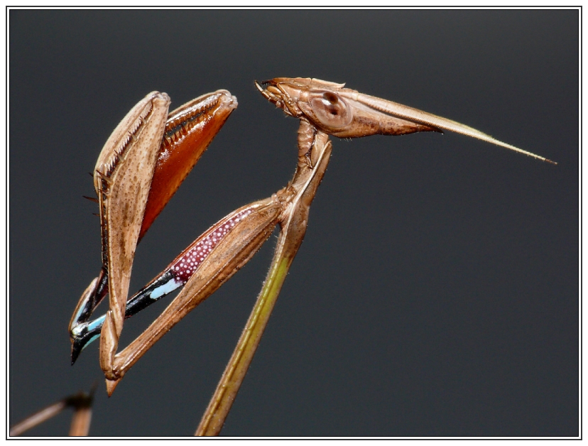 Idolomorpha cf. lateralis