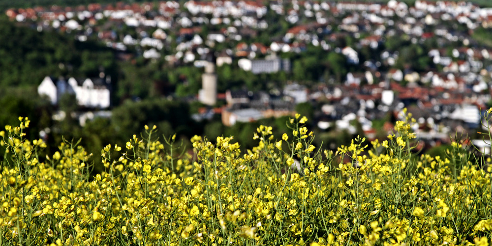 Idstein ganz in Gelb