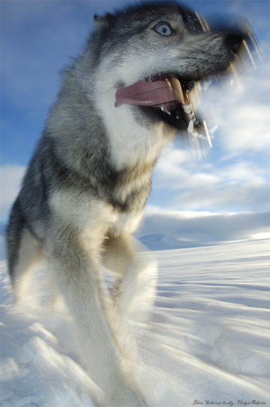 Idun - Siberian Husky