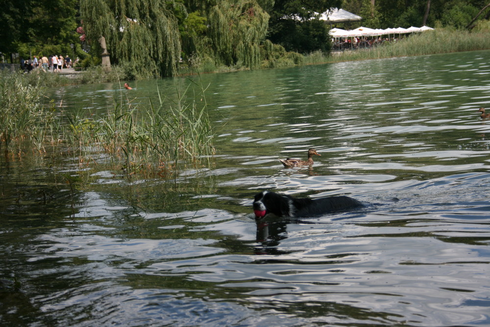 Iduna am Bädele am Bodesee