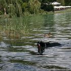 Iduna am Bädele am Bodesee