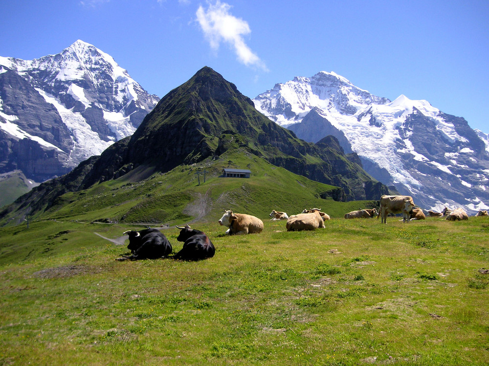 Idyle auf dem Männlichen 1