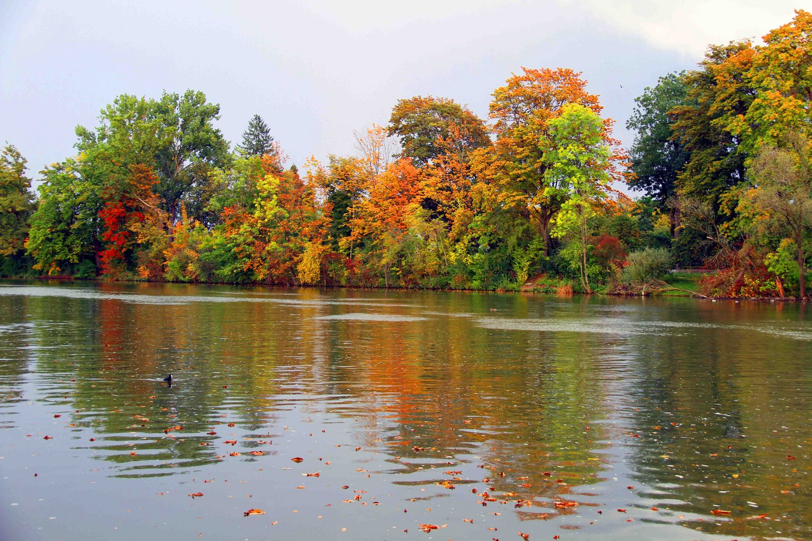 Idylische Herbstimmung am Ulmer Donauufer entlang 3