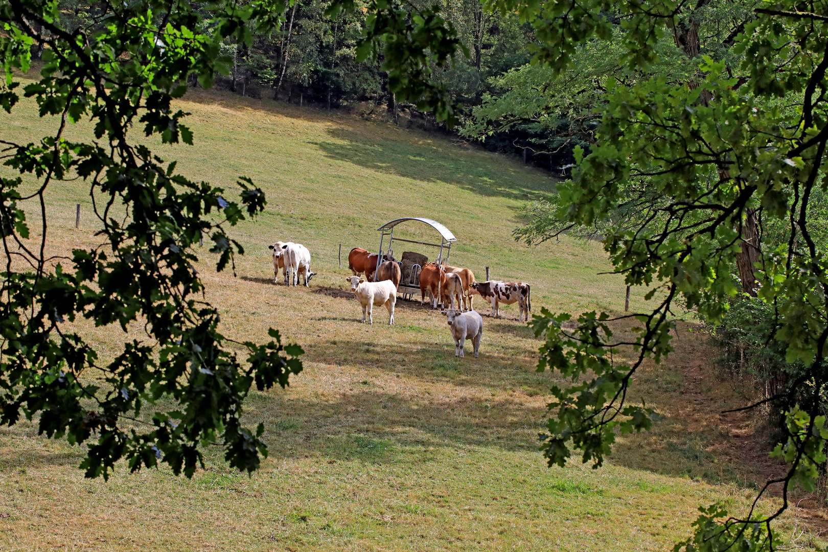 Idylische Viehhaltung (Jungbullen) in 57271 Hilchenbach-Oberndorf