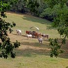 Idylische Viehhaltung (Jungbullen) in 57271 Hilchenbach-Oberndorf