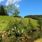 Idylischer Sommer am Teich