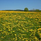 Idyll am Rothaarsteig