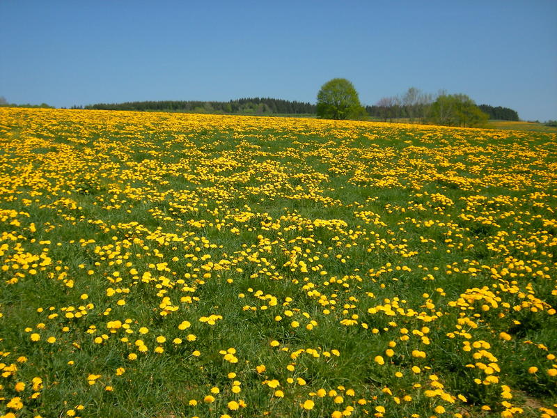 Idyll am Rothaarsteig