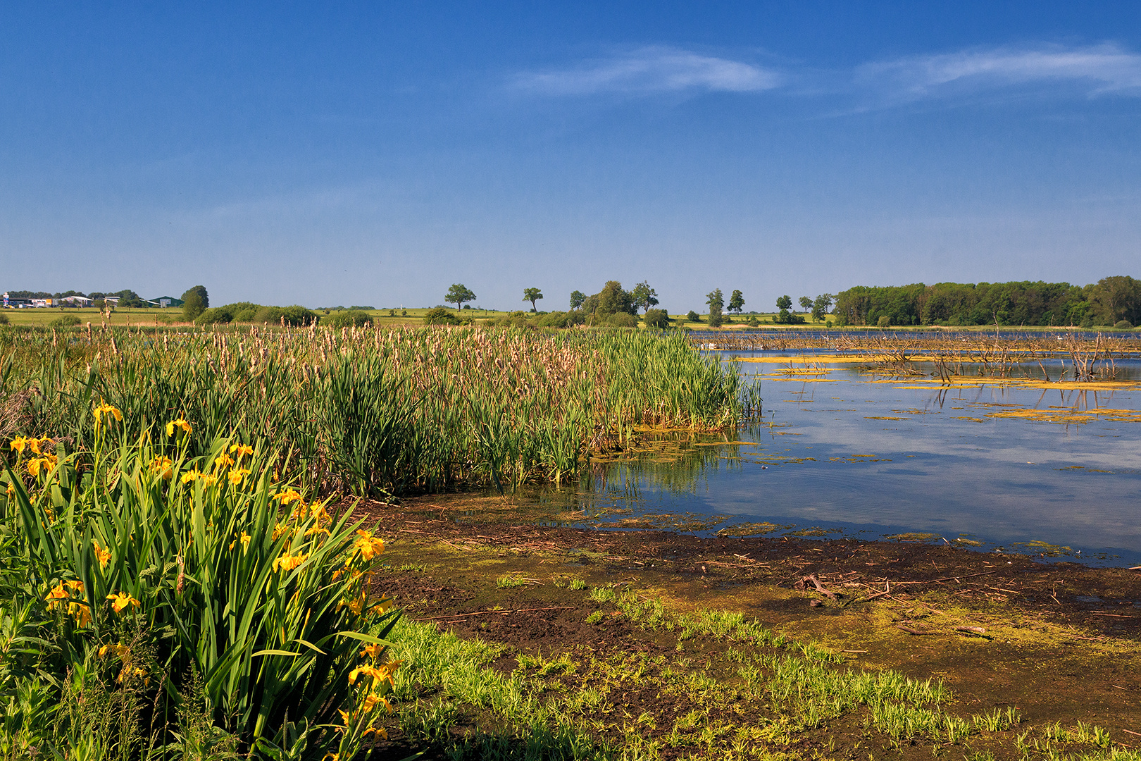 Idyll am Ufer des Nonnensees