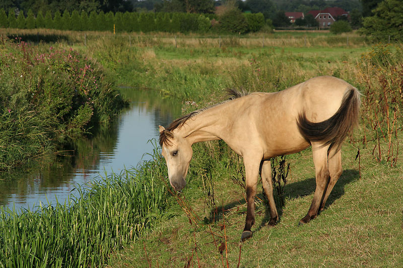 Idyll an der Borkener Aa.