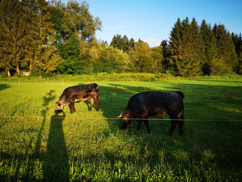 Idyll im Allgäu