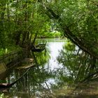 Idyll im Naturschutzgebiet Taubergießen