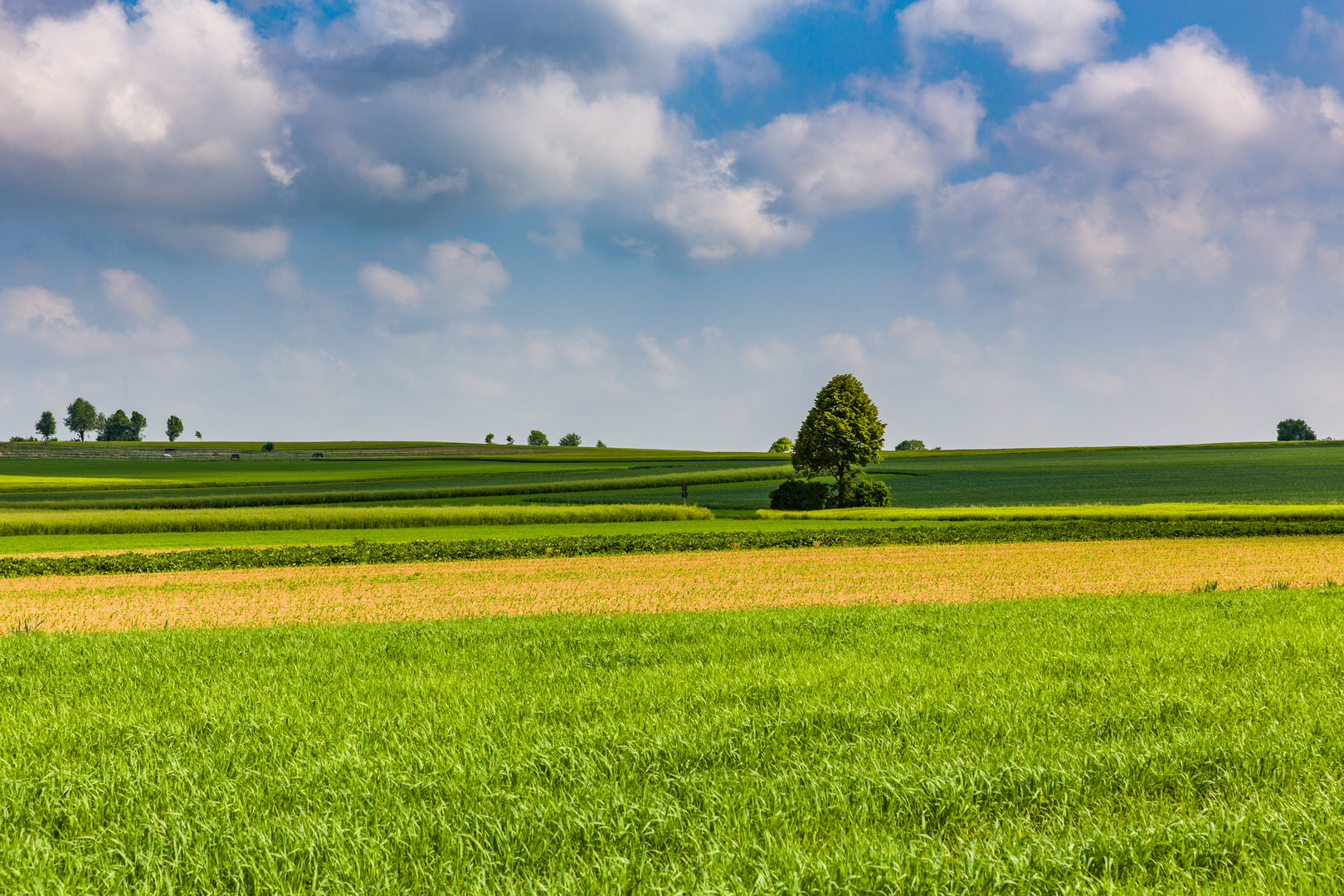 Idyll in grün