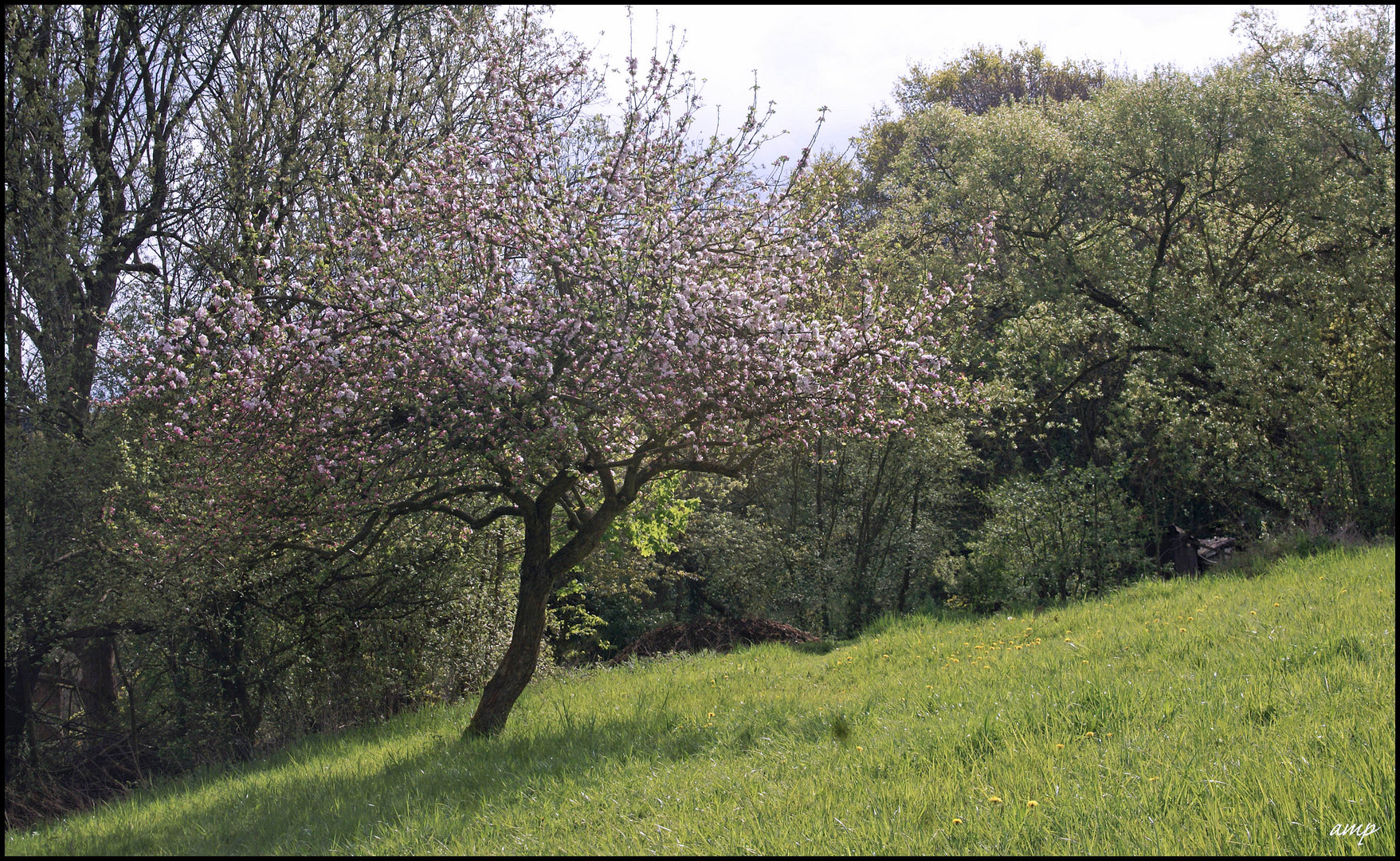 Idyll mit Apfelbaum