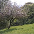 Idyll mit Apfelbaum