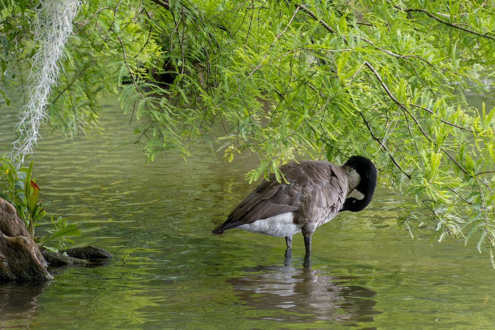 Idyll Mit Gans