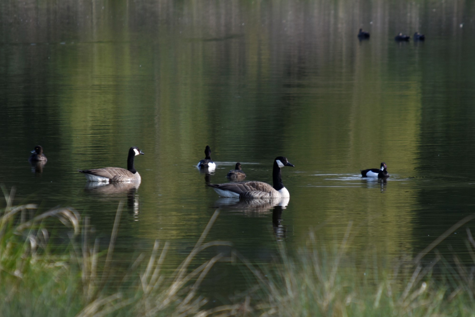 Idylle Foto & Bild see, tiere, vögel Bilder auf