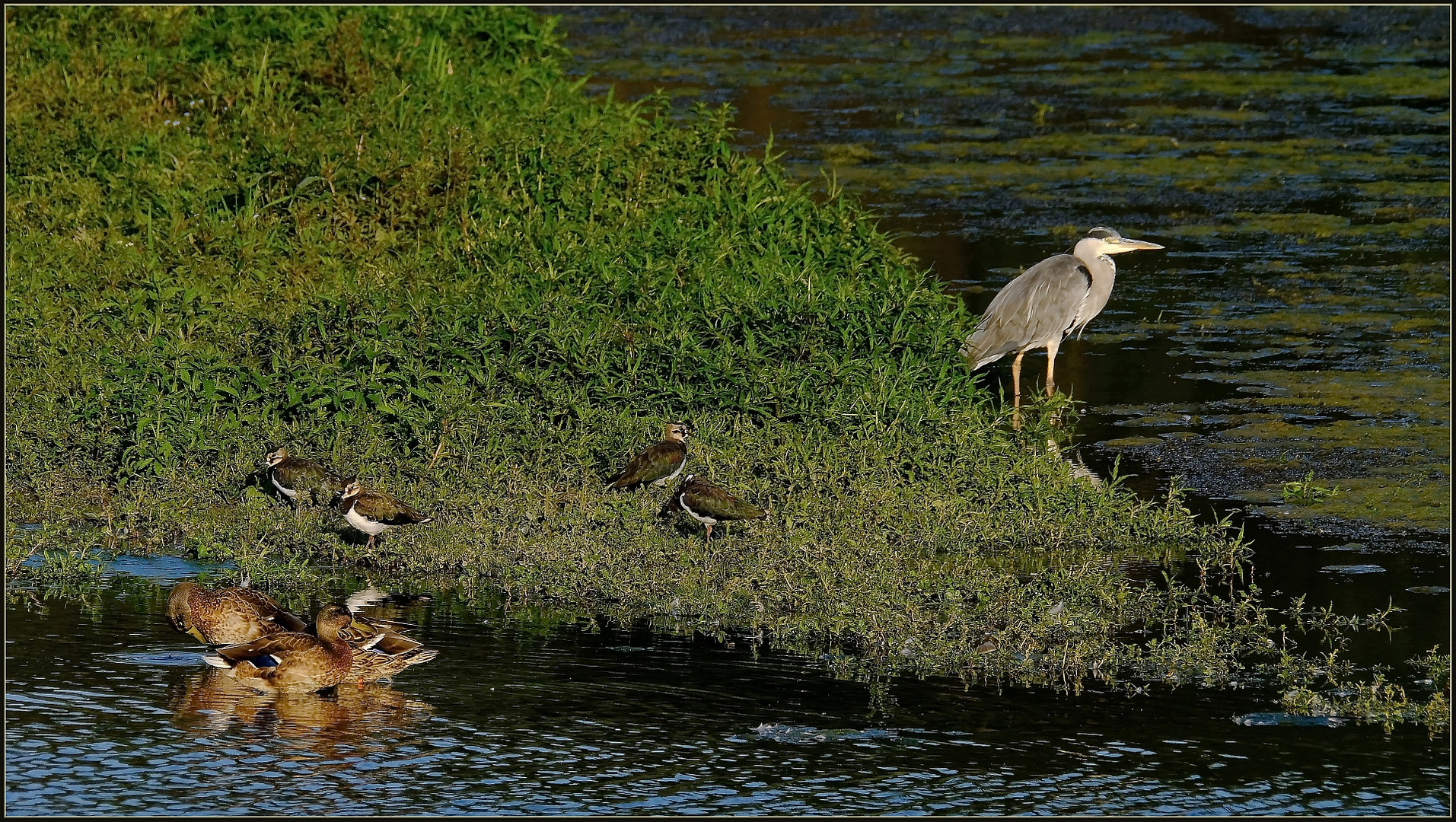 Idylle am Abend