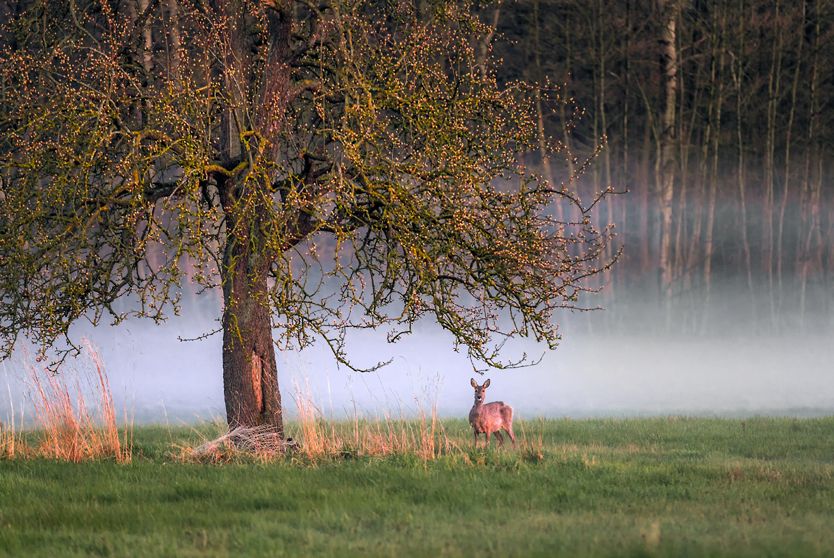 Idylle am Abend ...