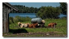 Idylle am Abtsee