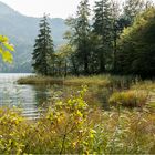 Idylle am Alpsee ...