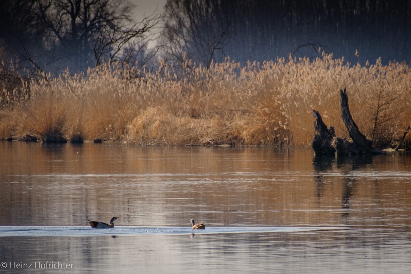 Idylle am Altwasser der Donau