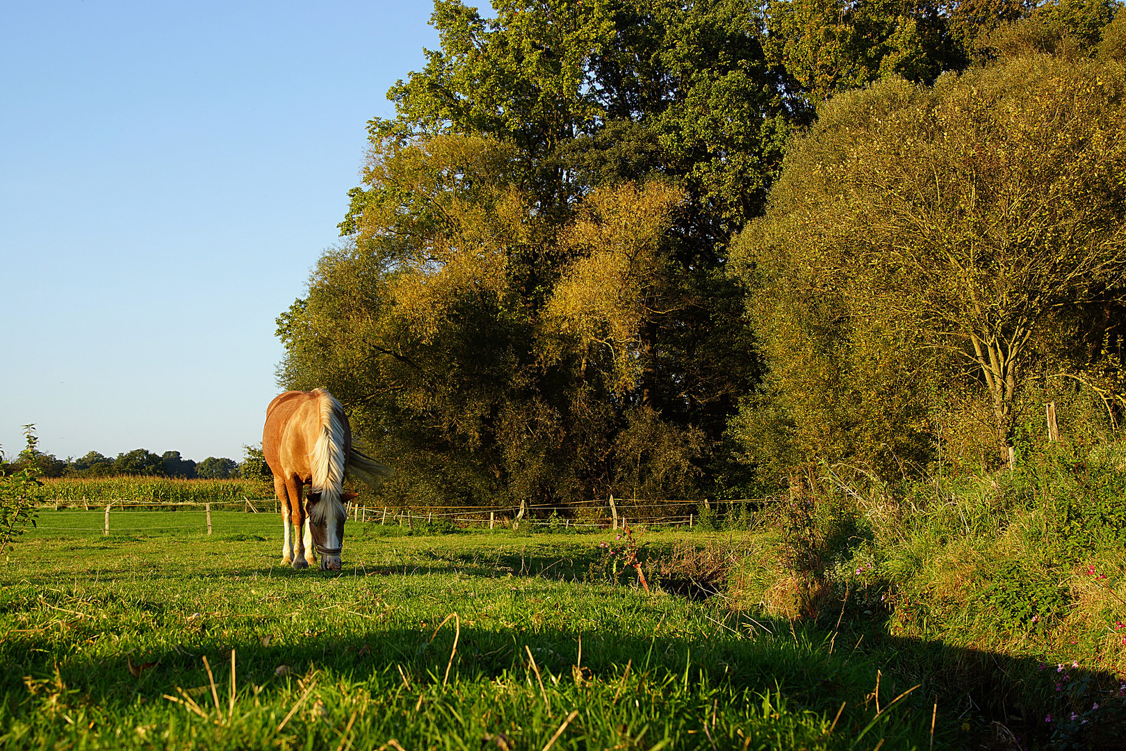 Idylle am Bach