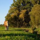 Idylle am Bach