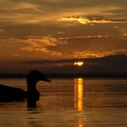 Idylle am Chiemsee