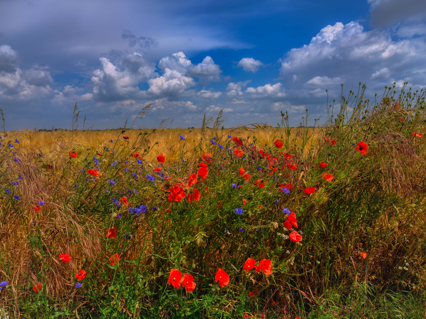 Idylle am Feldrand