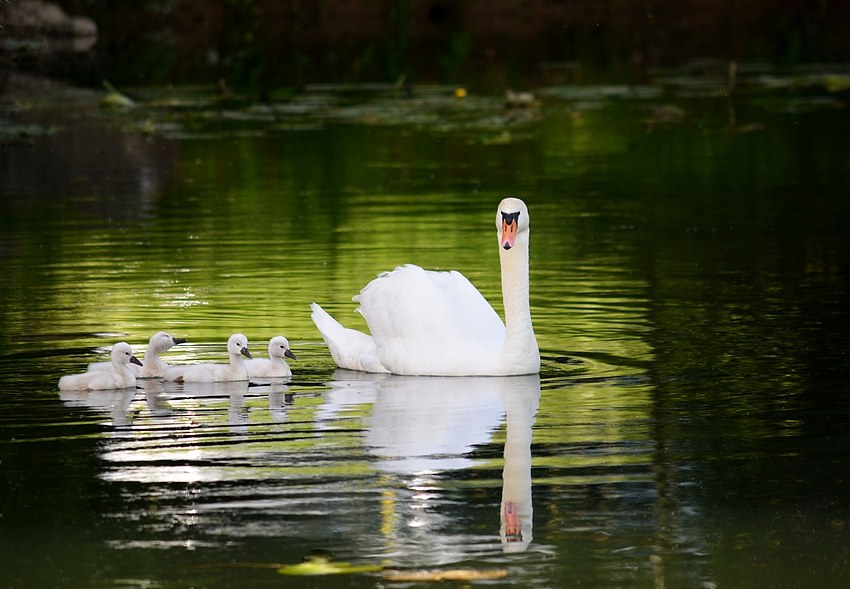 Idylle am Fluss