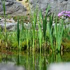 Idylle am Gartenteich