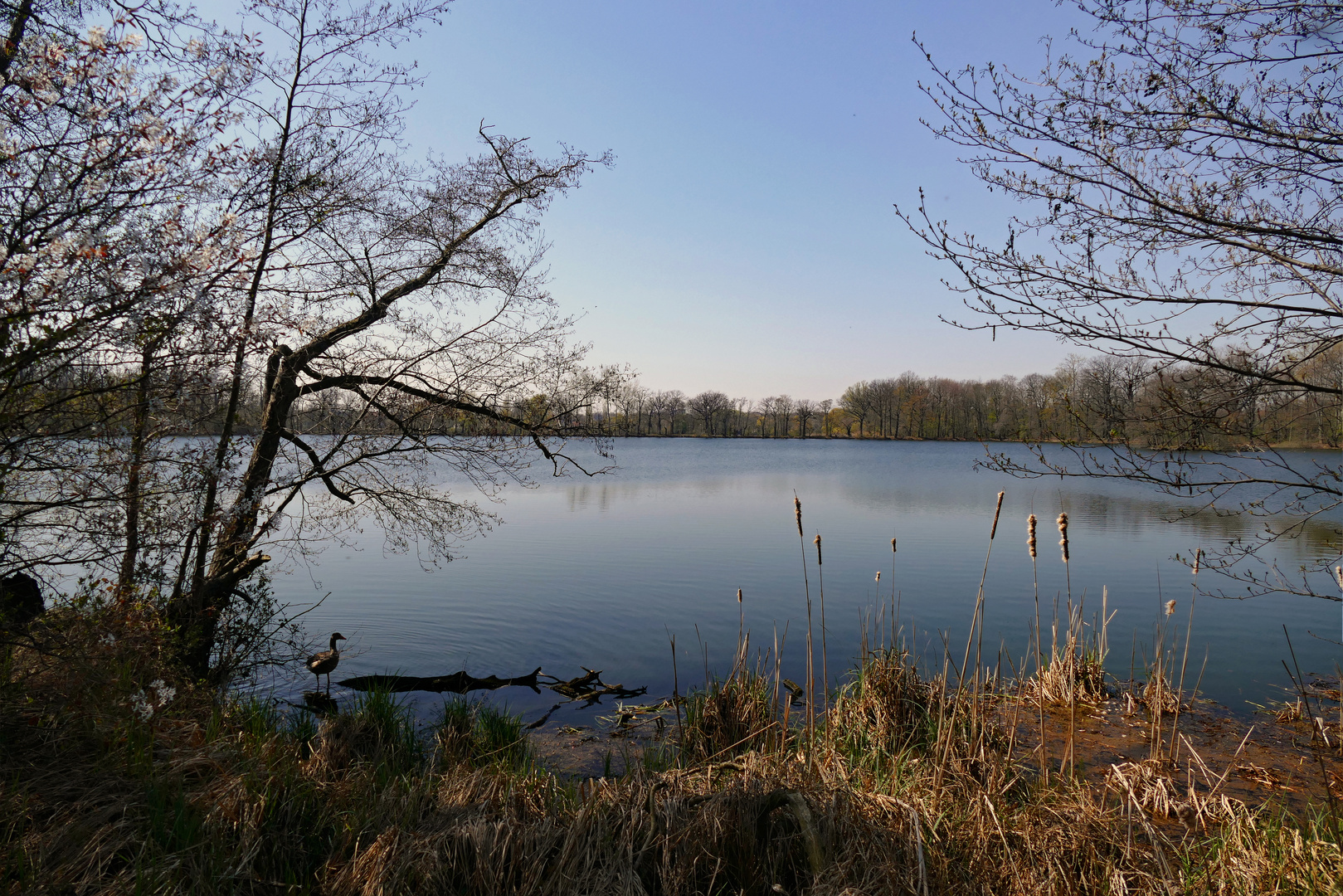 Idylle am Mittelteich