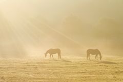 Idylle am Morgen