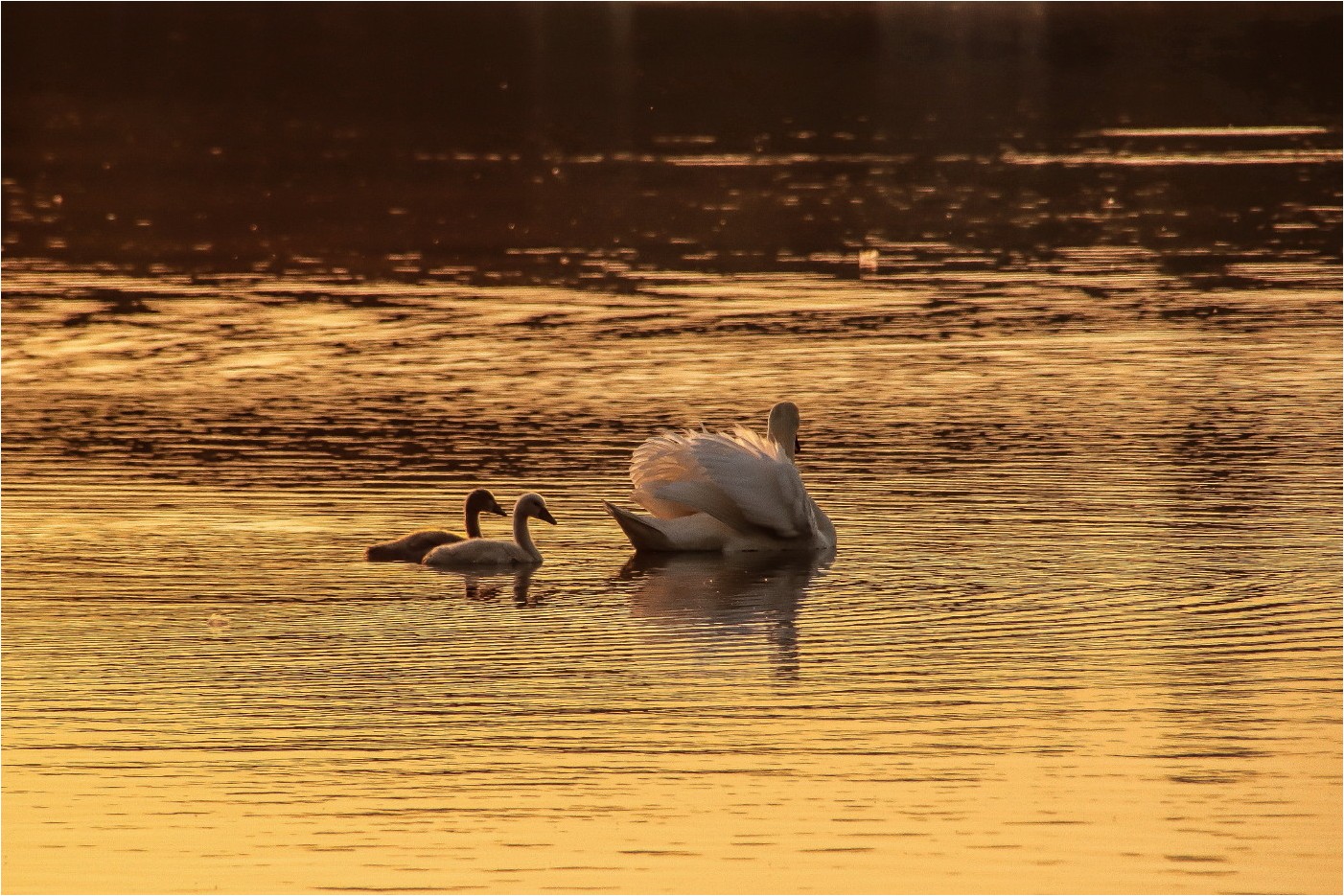 Idylle am Morgen