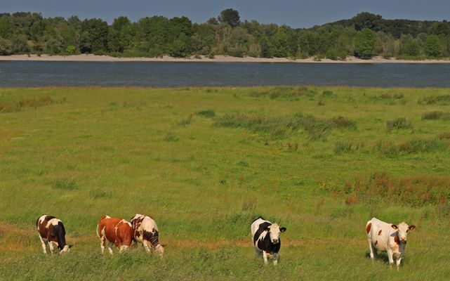 Idylle am Niederrhrein