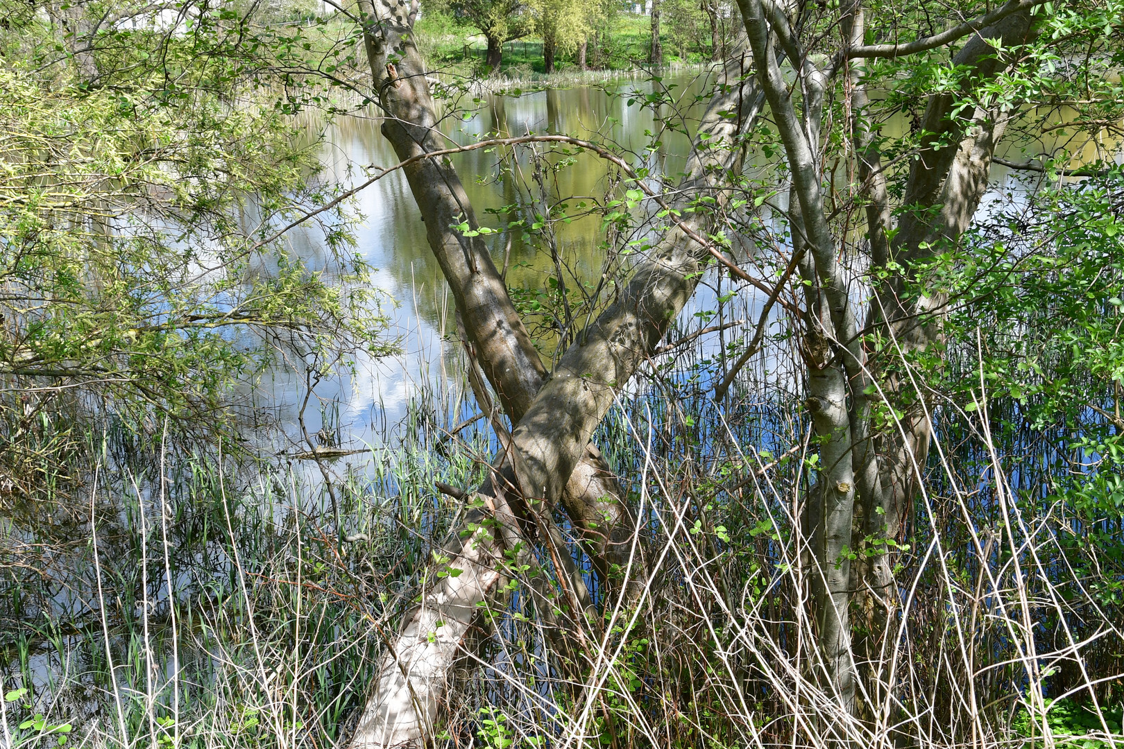 Idylle am Pragsdorfer See