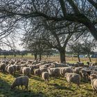 Idylle am Rande der Stadt