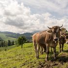 Idylle am Rengpass