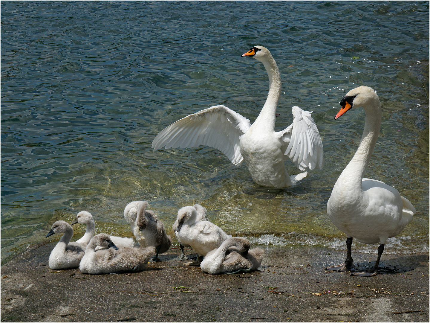 Idylle am Rhein