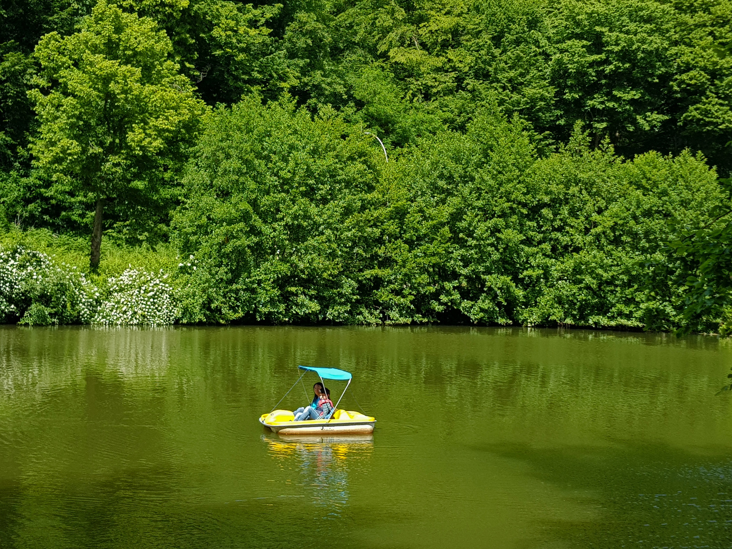 Idylle am Schwanenweiher in Bad Bergzabern