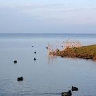 Idylle am Steinhuder Meer