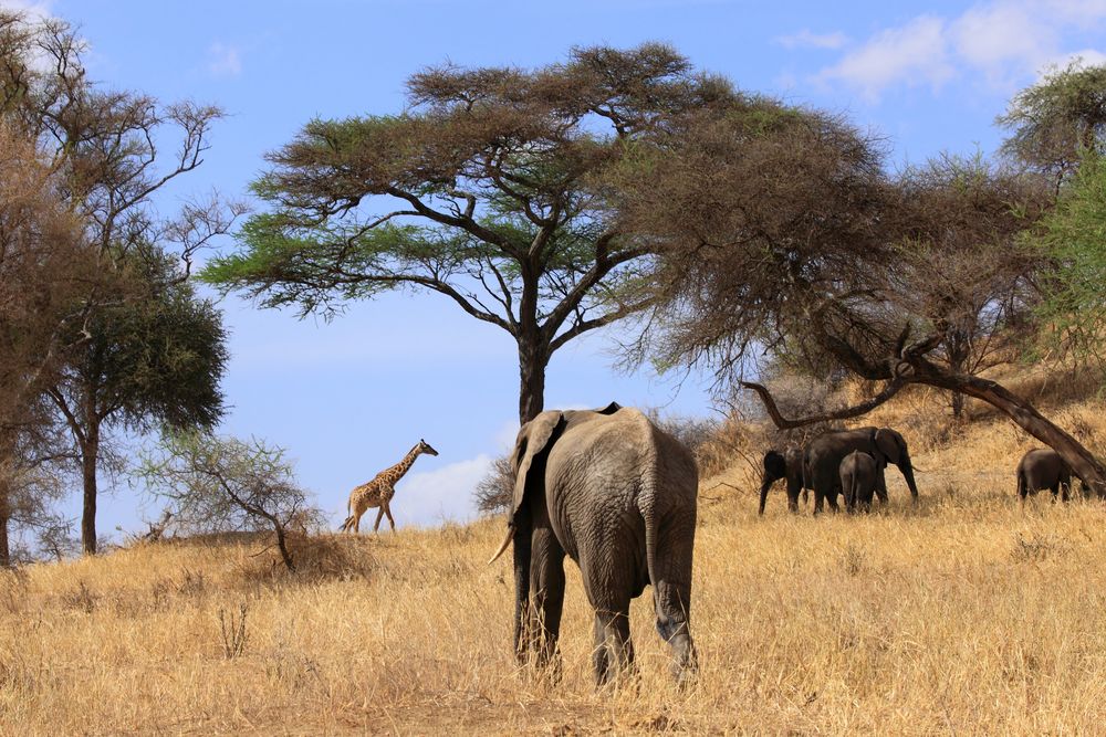 Idylle am Tarangire NP nahe Arusha